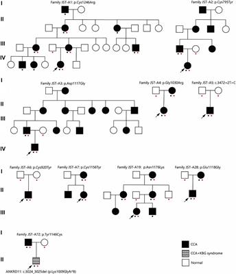 Identification of Novel FBN2 Variants in a Cohort of Congenital Contractural Arachnodactyly